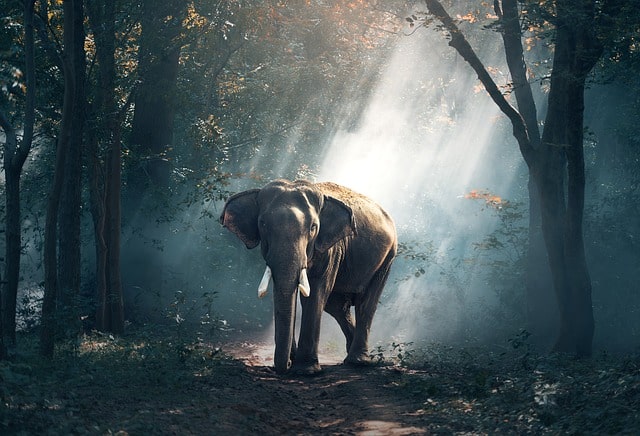 Waldspaziergang the elephant walk